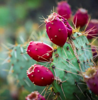 ULTRA HYDRATING CLEANSER
